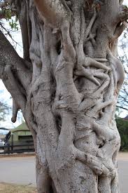 Image result for Ficus lutea