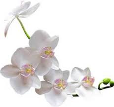 Tanti Auguri Di Buon Compleanno Lorella Anthouse Auguri Fiori Orchidea Buon Compleanno Auguri Di Buon Compleanno