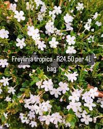 Image result for Freylinia
