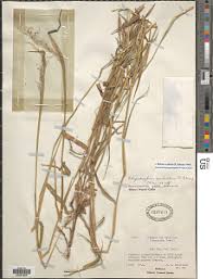 Image result for Melinis subglabra