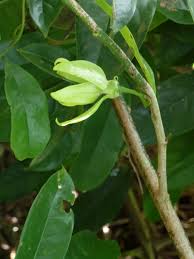 Image result for Artabotrys