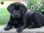 PuppyFind | Black Lab Puppies for Sale