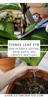 How To Propagate A Fiddle Leaf Fig From Stem Cuttings Fiddle Leaf Fig Fiddle Leaf Tree Fiddle Leaf