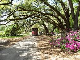 The charleston tea garden is located about twenty miles south of charleston, south carolina on wadmalaw island. Trolley Tours Charleston Tea Garden