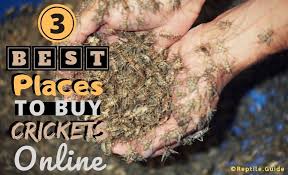 Check spelling or type a new query. The 3 Best Places To Buy Live Crickets Online Here S Who You Can Trust