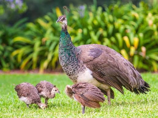 Baby Peacocks: All You Need To Know (with Pictures) | order exotic poultry