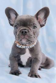 French Bulldog Puppies And Frenchie Puppies For Sale South Florida French Bulldog Puppies Bulldog Puppies Puppies