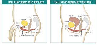 And a little about pelvic floor dysfunction in general the physical the emotional. Yoga For Pelvic Floor Muscles Do You Need To Strengthen Or Release