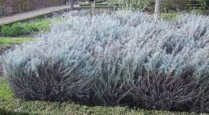 Image result for Helichrysum ellipticifolium