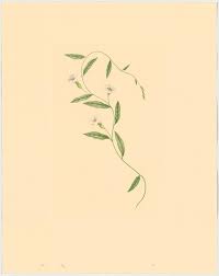 Image result for Aniseia martinicensis