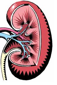 الفشل الكلوي الأسباب والأعراض والعلاج Alghad
