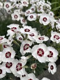 Image result for Dianthus