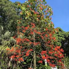 Image result for Brachychiton