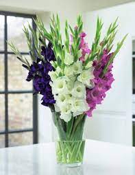 Say hooray with new baby flowers from our selection. British Gladioli Abundance M S