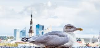 They can prevent birds settling in using techniques such as bird spikes. Birds Apsl