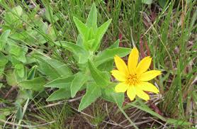 Image result for Aspilia