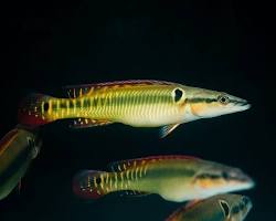 Frontal