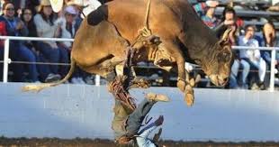 Best camel qarbani saudi camel exprt saghir son's. Eid Ul Azha Dangerous Qurbani Videos Drama Korea Club