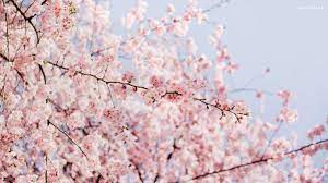 Hanami Wallpaper Free Backgrounds Mobile Desktop Hd Flower Desktop Wallpaper Aesthetic Desktop Wallpaper Imac Wallpaper