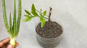 Powdered rooting hormone increases the success rate when you propagate plants using cuttings. Grow Lemon Cutting This Way Using Natural Rooting Hormone Aloe Vera Youtube