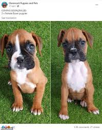 Ready to go august 28th. Strawberry The Dog Dies With Rotting Puppies Inside Her As Rspca Raid Breeders Daily Mail Online