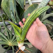 Image result for Sansevieria sinus-simiorum