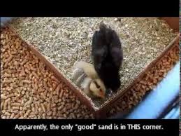 The basic process is to wet the chickens thoroughly and wash them like you would your own hair in warm water, just rubbing the shampoo through the feathers gently. Baby Chick Dust Bath Youtube