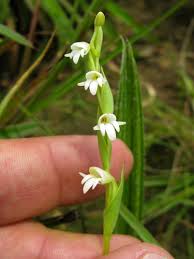 Image result for Habenaria welwitschii