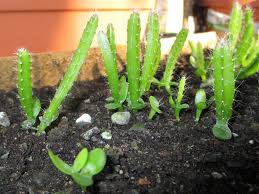 In pots or your patio, as long as you protect it from extreme temperatures. Dragonfruit Blooimg Flower Philippines Dragonfruit Farm