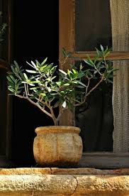 Cap Au Sud Au Pays Des Merveilles Olivier En Pot Jardin Des Oliviers Jardin D Herbes