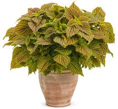 Image result for Coleus dewildemanianus