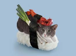 Felines Dress Up With Seaweed And Rice For Sushi Cats Series Hug Your Cat Day Sushi Cat Cute Cats