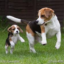 All The Things I Admire About The Merry Beagle Beaglegirl Beaglesmile Beagles All The Things I Admire About The Merr In 2020 Beagle Puppy Beagle Dog Dog Breeds