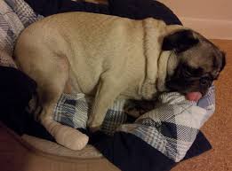 Pet emergency clinic of pitt county. Emergency Veterinarians In Eastern Nc The Grey Area News