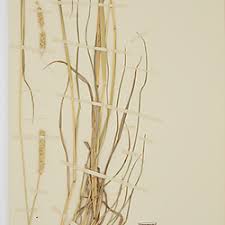 Image result for Anthephora pubescens