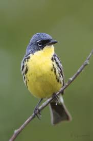 Birds With Yellow Feathers In Michigan Four Birding Trails And Sanctuaries To Visit In Michigan Bird Bird Species Michigan Travel