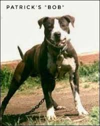 Black And White Pit Bull Terrier Pin On American Pit Bull Terrier Apbt Game Dog Working Pitbull Conditioned Apbt Pitbull Bull Dogs Pitbull Dog Red Nose Adba