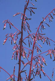 Image result for Beschorneria sp. (Biegel 5357)