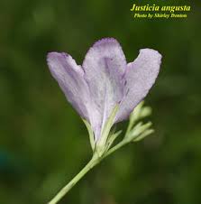 Image result for Justicia australis