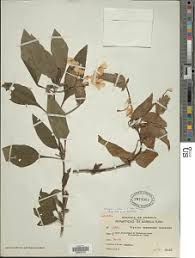 Image result for Dicliptera hensii