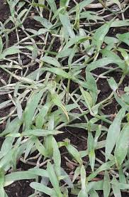 Image result for Coleotrype