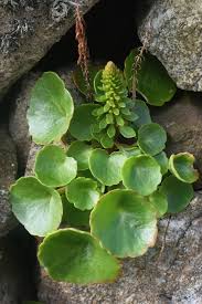 Image result for Umbilicus botryoides