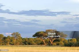 Image result for Acacia afra
