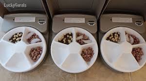 In the following article, we'll go over some of the best automatic cat feeders. Petsafe 5 Meal Automatic Pet Feeder Product Review Automatic Cat Food Feeder Youtube