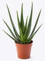 Like i said before, i got my aloe vera plant from my i'm not going anywhere without it! Aloe Vera Plant Plant For Sale Online Buy Now Totally Plants