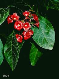 Image result for Clerodendrum tanganyikense