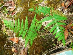 Image result for Microlepia speluncae