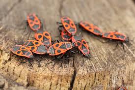 We have numerous images posted to our site from parts of europe, but this is the first report we have gotten from north america. European Firebug Pyrrhocoris Apterus Inaturalist