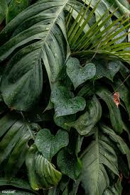 Wet Monstera Deliciosa Plant Leaves In A Garden Free Image By Rawpixel Com Jira Plant Leaves Plants Monstera Deliciosa