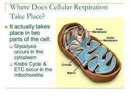 Maybe you would like to learn more about one of these? Cellular Respiration Chapter 4 Sections 1 And Ppt Download